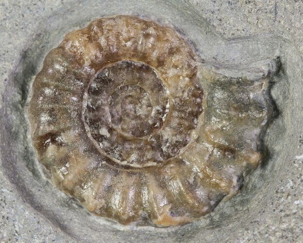Promicroceras Ammonite - Dorset, England #30726